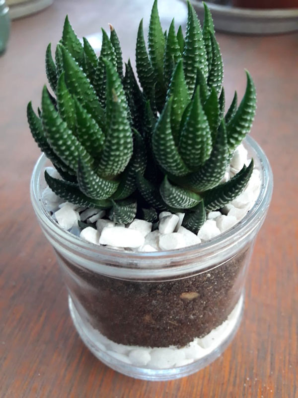 Haworthia Coarctata